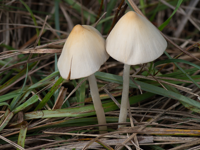 Conocybe albipes